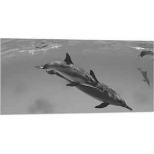 WallClassics - Vlag - Dolfijnen onder Water Zwart / Wit - 100x50 cm Foto op Polyester Vlag