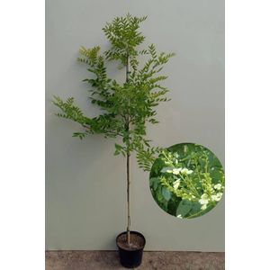 Jonge Honingboom | Styphnolobium japonicum 'Regent' | 100-150cm hoogte