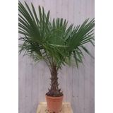 Winterharde Palmboom stamhoogte 30 cm en hoogte 150 cm