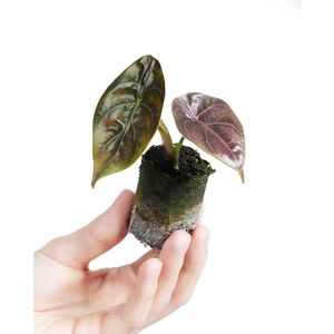 PLNTS - Baby Alocasia Azlanii - Kamerplant - Stekplantje 2 cm - Hoogte 10 cm
