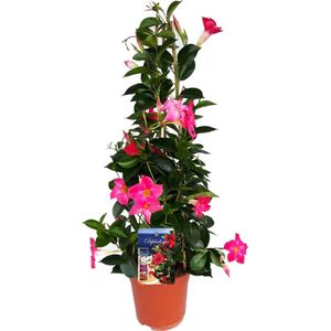 Plant in a Box - Mandeville 'Rio Hot Pink' - Dipladenia - Bloeiende tuinplant - Klimplant - Terras- en balkon plant - Pot 17cm - Hoogte 60-70cm