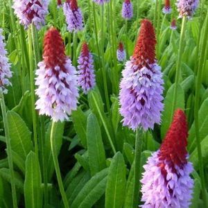 6x Primula vialii - Sleutelbloem - Pot 9x9 cm