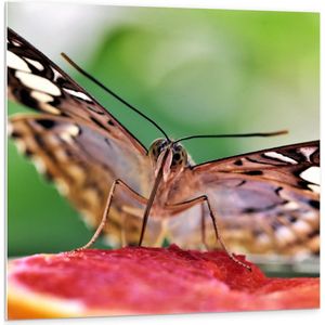 Forex - Vlinder op Stuk Fruit - 100x100cm Foto op Forex