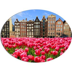 Dibond Ovaal - Roze Tulpenveld voor Rij Grachtenpanden in Amsterdam, Nederland - 96x72 cm Foto op Ovaal (Met Ophangsysteem)