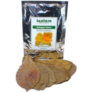 Tantora extra large catappa bladeren - 10 stuks (19-30 cm)