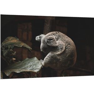 Forex - Koalabeer op Boomstam - 150x100cm Foto op Forex