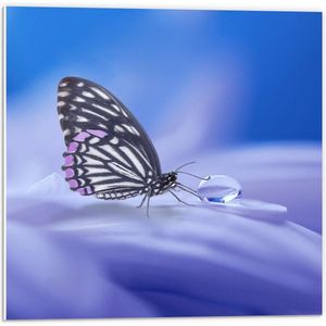 Forex - Paarse Vlinder op Bloem met Waterdruppel - 50x50cm Foto op Forex