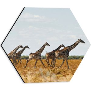 Dibond Hexagon - Kudde Rennende Giraffen door Afrikaans Landschap - 30x26.1 cm Foto op Hexagon (Met Ophangsysteem)