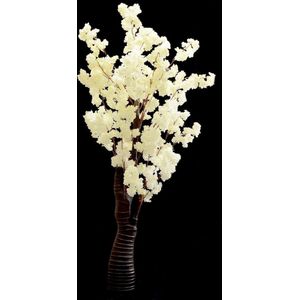 Witte Japanse bloesemboom – Bloesem – 1,80 Meter – Wit Kleur