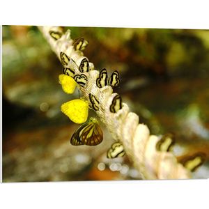 PVC Schuimplaat- Dik Gedraaid Touw vol Zwart met Gele Vlinders - 80x60 cm Foto op PVC Schuimplaat