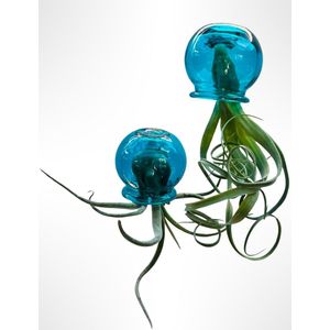Set van 2 Jelly-Fish luchtplanten met prachtige blauwe glazen bollen/plant/kamerplant/tillandsia/hangplant