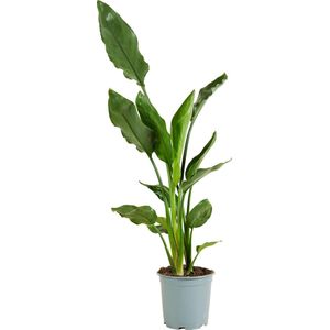 Bloomique - Strelitzia Reginae - Paradijsvogelplant - Paradijsvogelbloem - Kamerplanten - Luchtzuiverend - Gemakkelijk te Verzorgen - Hoogte 60-80 cm - Pot 19 cm