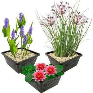 vdvelde.com - Vijverplanten Set - Rode Waterlelie - Combi set - 9 planten - Plaatsing: -1 tot -40 cm