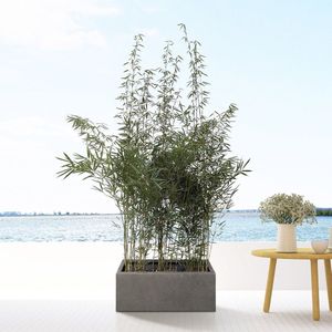 Combi deal - 3x Bamboe inclusief Grigio Box 80x30x30 - 190 cm