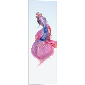 WallClassics - Vlag - Roze/Paarse Tropische Vis op Witte Achtergrond - 30x90 cm Foto op Polyester Vlag