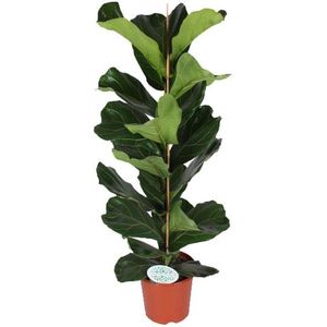 Ficus Lyrata - Rubberboom Ø21cm 90cm - Verse Kamerplant, Direct van de Nederlandse Kweker