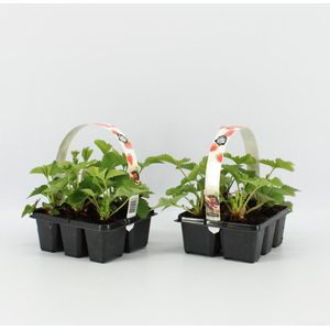 Aardbeien Sixpack - Fragaria ananassa 'Ostara' - set van 2 Aarbeien Sickpacks - hoogte 20 / 30  cm