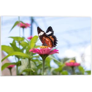 Forex - Vlinder op Roze Bloem - 60x40cm Foto op Forex