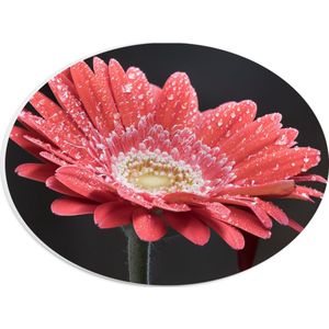PVC Schuimplaat Ovaal - Rode Gerbera Jamesonii met Waterdruppels - 28x21 cm Foto op Ovaal (Met Ophangsysteem)