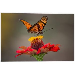 Forex - Oranje Vlinder op Rode Bloem - 60x40cm Foto op Forex