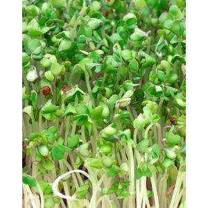 Biologische Broccoli kiemzaden 250 gram