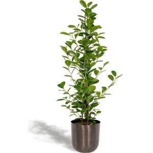 Ficus microcarpa Moclame + Pot Mayk Lead - ↨95cm - Ø21cm