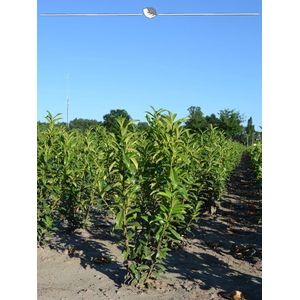 Laurier Prunus Genolia 180-200 cm, 4x Haagplant