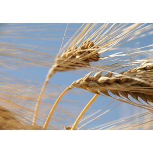 Dibond - Landschap - Graan / Koren in beige / wit / zwart / blauw  - 80 x 120 cm.