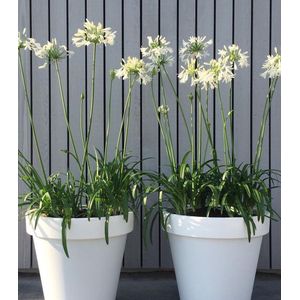 Plantenboetiek.nl | Agapanthus Witte bloemen - Ø19cm - Hoogte 50cm - Bloemen