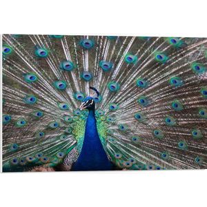 PVC Schuimplaat- Pauw met Openslaande Veren - 75x50 cm Foto op PVC Schuimplaat