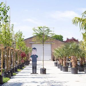 Zuil leihaagbeuk 200 cm | Carpinus betulus 'Fastigiata' 8-12 cm 200 cm| Bomenbezorgd.nl