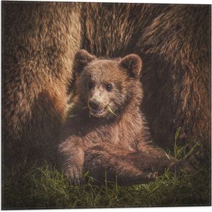 WallClassics - Vlag - Babybeer zittend in het Gras bij Moeder - 50x50 cm Foto op Polyester Vlag