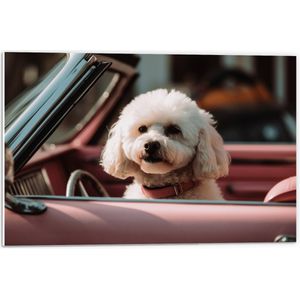 PVC Schuimplaat- Wit Hondje Zittend in Roze Auto - 60x40 cm Foto op PVC Schuimplaat