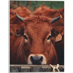 PVC Schuimplaat- Aankijkende Bruine Koe met Oornummer en Kleine Horens - 30x40 cm Foto op PVC Schuimplaat