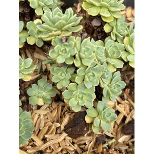 6 x Sedum pachyclados - Vetkruid in pot 9 x 9 cm