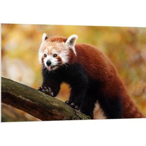 PVC Schuimplaat- Rode Panda met Uitstekende Tong lopend over Boomstam - 120x80 cm Foto op PVC Schuimplaat