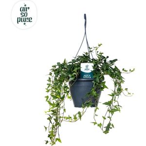 Plantenboetiek.nl | Hedera Helix Green Air So Pure - Ø19cm - 45cm hoog - Kamerplant - Groenblijvend