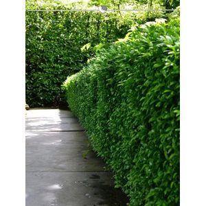 Laurier Prunus Novita 80-100 cm, 15x Haagplant