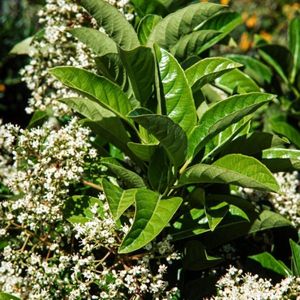 Plants Online - Set van 1 - Viburnum odoratissimum 80- 100cm C12- P28