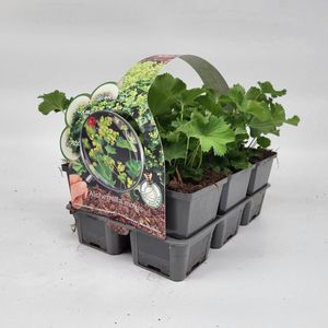 2x 6 stuks (12 planten) in 6-Pack concept Alchemilla mollis - Bodembedekker - Vaste plant - Tuinplant - Winterhard - Groenblijvend - Groen - Vrouwenmantel