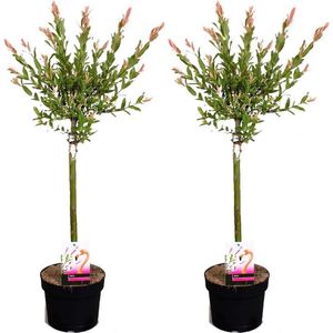 Plant in a Box - Salix integra Flamingo - Set van 2 - Tuinplant - Bonte wilg - Winterhard - Pot 17cm - Hoogte 60-80cm