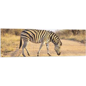 Vlag - Zijaanzicht van Overstekende Zebra - 120x40 cm Foto op Polyester Vlag