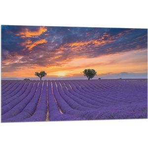 Vlag - Zonsondergang bij Lavendel Veld in de Zomer - 105x70 cm Foto op Polyester Vlag