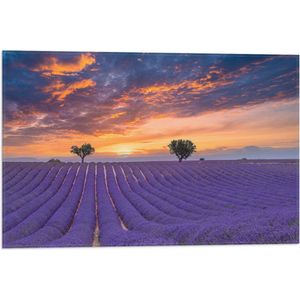 Vlag - Zonsondergang bij Lavendel Veld in de Zomer - 60x40 cm Foto op Polyester Vlag
