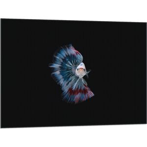 Vlag - Vooraanzicht van Wit met Blauwe Vis tegen Zwarte Achtergrond - 100x75 cm Foto op Polyester Vlag