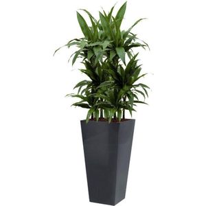 Dracaena Janet Craig hydrocultuur in Runner vierkant antraciet | Drakenbloedboom