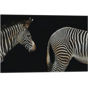 WallClassics - Vlag - Kop en Kont van Zebra - 60x40 cm Foto op Polyester Vlag