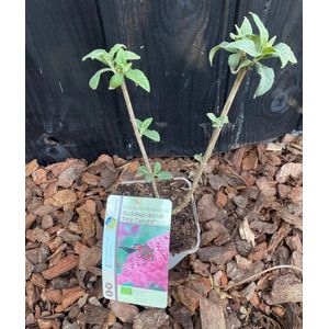 Biologisch gekweekte vlinderstruik Buddleja Pink Delight In P12.5 pot - Hoogte (zonder pot) 30-40 cm