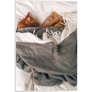 Forex - Slapende Kat onder Deken op Bed - 40x60cm Foto op Forex