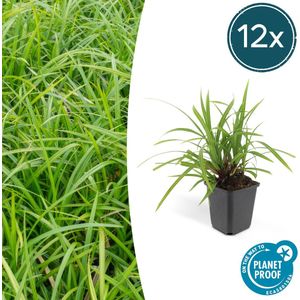 Tuinplantenshop.com | Carex morrowii 'Irish Green' | 12 stuks - Ø9cm - 10-25cm hoog - Tuinplant
